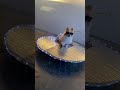 Koda S UFO Halloween Costume
