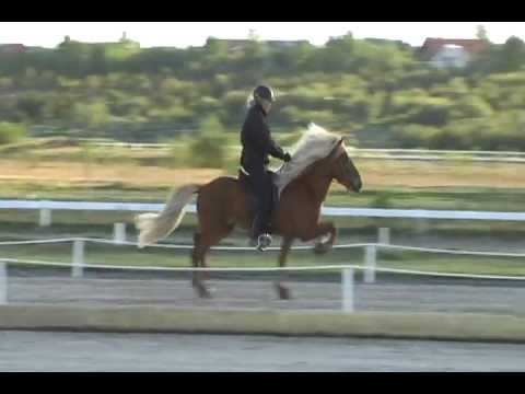 Jarl frá Árbæjarhjáleigu 2