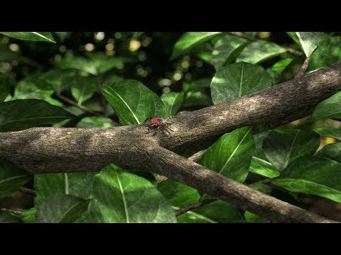 TBE tick animation by Visual Center