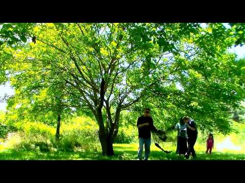 How to Harvest 20 quarts of Mulberries in just 15 minutes! Mulberry picking at it's best.