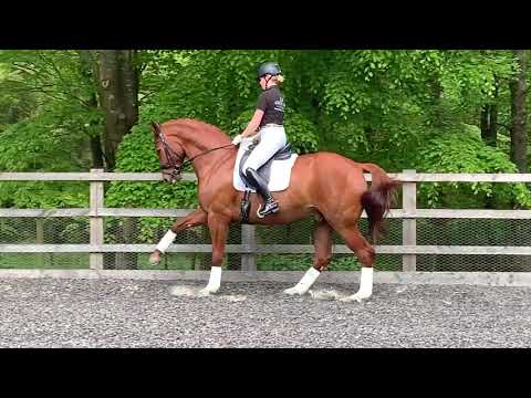download lagu mp3 mp4 Dressage Horses For Sale Uk, download lagu Dressage Horses For Sale Uk gratis, unduh video klip Dressage Horses For Sale Uk