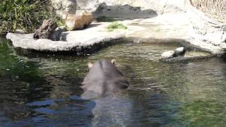 preview picture of video '大阪市　天王寺動物園　かば Osaka City Tennoji Zoo　2012/02/19'