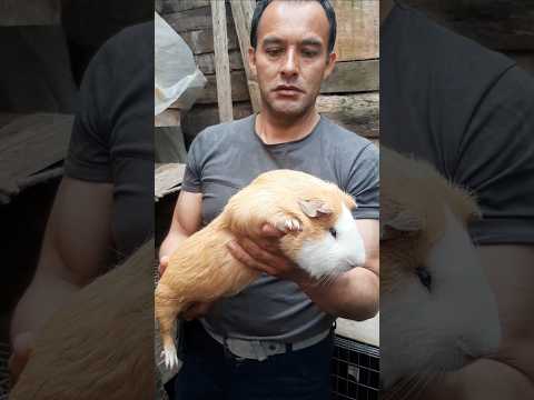 Cuy Gigante de 3kilos 🐹🤯 San Francisco Putumayo 🇨🇴 #cuyes #shorts