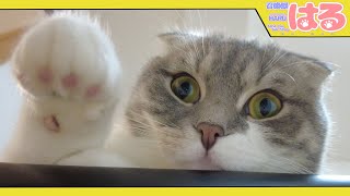 病院へ行くのをクッソ嫌がる子猫【召喚獣はる】