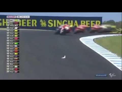 Head on bird strike in moto gp