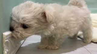 マルチーズの動画01