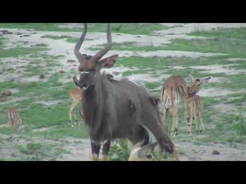 Djuma: Nyala bull with Oxpeckers aggravating it - 17:50 - 12/22/18