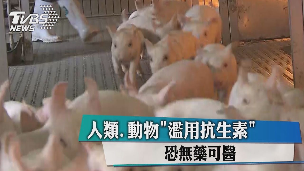 人類、動物濫用抗生素　恐無藥可醫