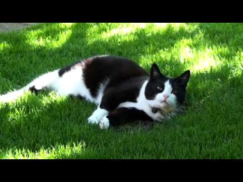 Schwarzer Kater Stanislaus