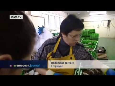 download lagu mp3 mp4 Gillardeau Oysters, download lagu Gillardeau Oysters gratis, unduh video klip Gillardeau Oysters