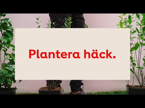 Plantera häck, steg-för-steg