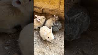 Olha os coelhinhos !