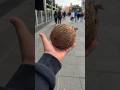 Hiding A Coconut In New York Statue Of Liberty Shorts