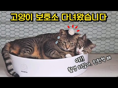 고양이가 구독자를 처음 봤을 때 반응ㅋㅋ (실제 만남)