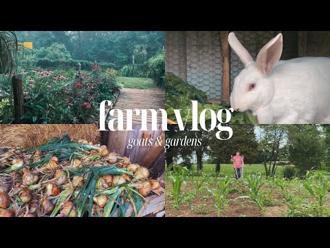 tending to the garden and animals | weekly summer farm update