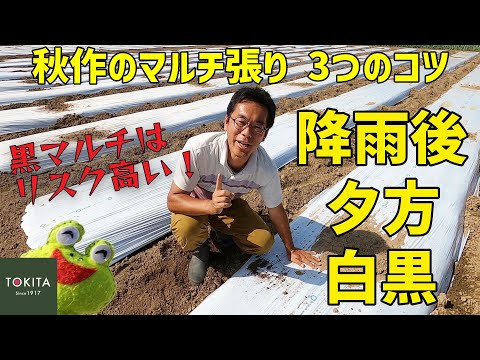 安価な有機マルチ、便利なかなり天然のわら