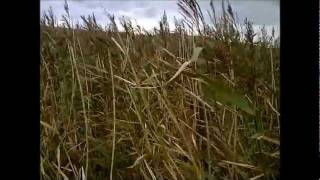 Bert Jansch - Fresh As A Sweet Sunday Morning