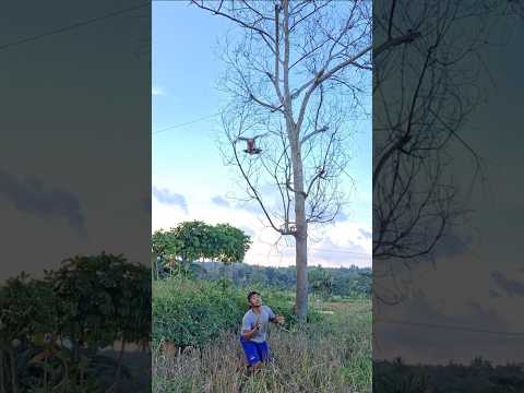 Very effective way to catch it #shortvideo #nature #reels #viral #fyp #trending #video
