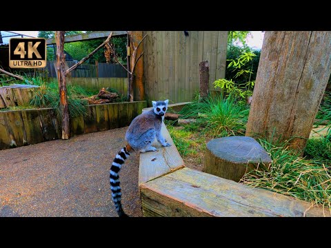 London Zoo (ZSL) Part 1, London, UK GoPro 4K