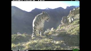 preview picture of video 'Snow Leopard Family, Spiti, Himashal Pradesh, India'