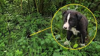 Small Puppy's Life Changes Completely After Being Rescued