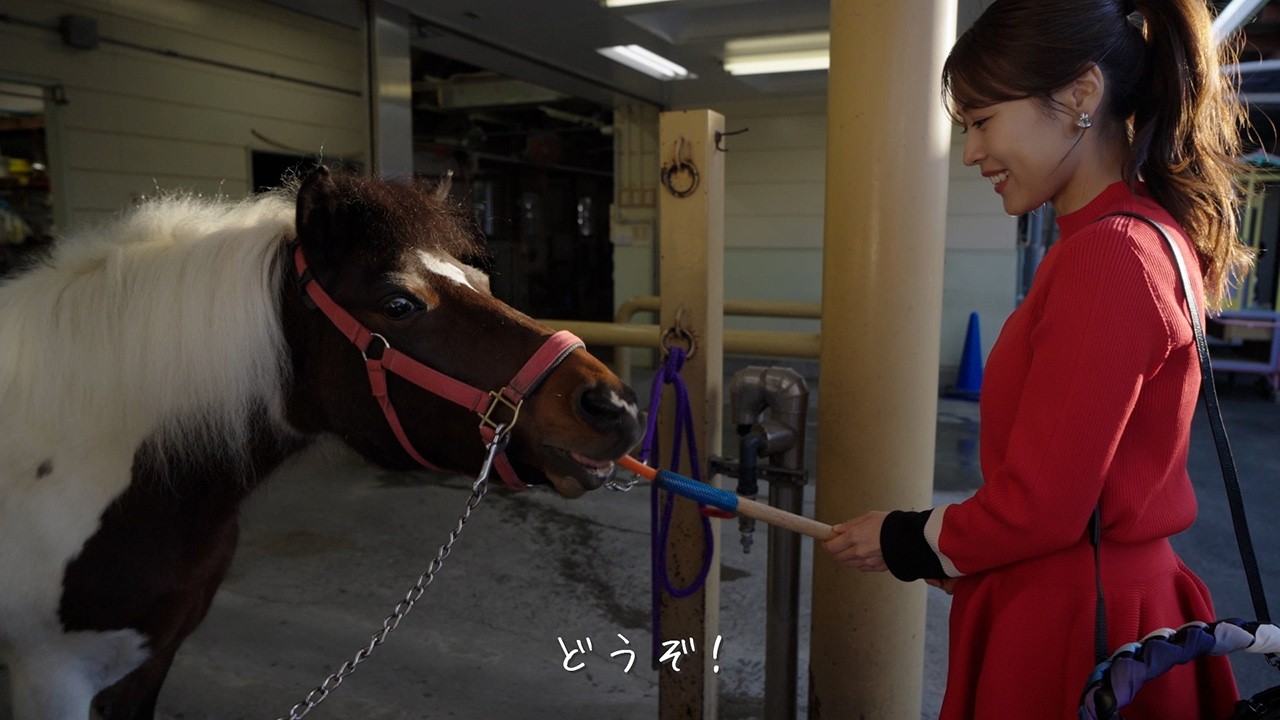 Challenge 669　ポニーにおやつをあげよう！