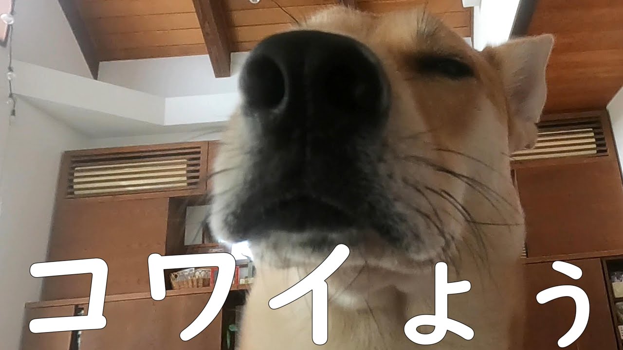 今日も怖がるワンジロー