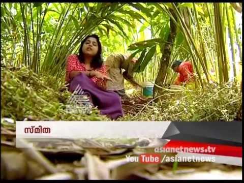 Cardamom plantations