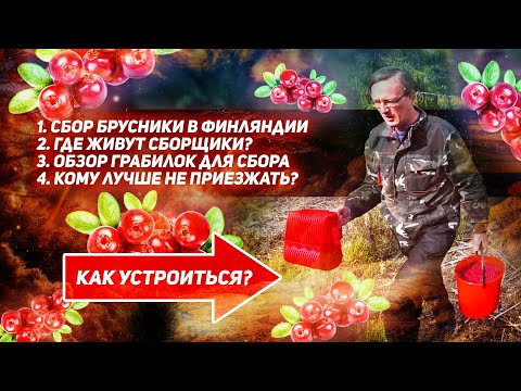 СБОР БРУСНИКИ В ФИНЛЯНДИИ