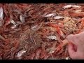 Collecting Fish Samples With The Beam Trawl Marianne Falardeau