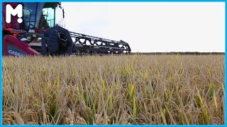 🌾 Rice Farming From Seed To Harvest - Modern Australian Rice Harvesting And Processing Technology