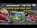 Ikan Hias Yang Cocok Untuk Aquarium Ukuran 100cm
