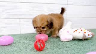 ハーフ犬の動画01