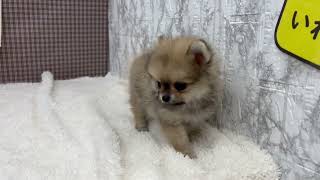 ハーフ犬の動画01