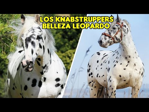 , title : 'LA MAJESTUOSIDAD DE LOS KNABSTRUPPERS #knabstrupper #caballos #horses'