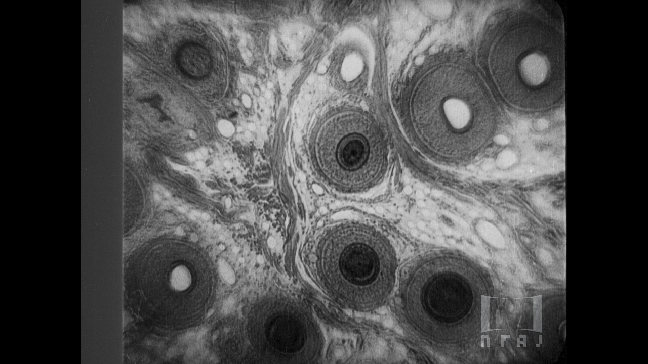 【全篇】『自然の精緻［無声版］』1939年｜「フィルムは記録する」より ‘Film IS a Document: NFAJ Historic Film Portal’