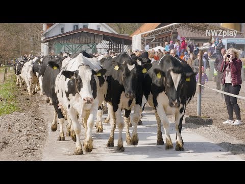, title : 'Weideaustrieb: Kühe hüpfen und rennen ins Grün'