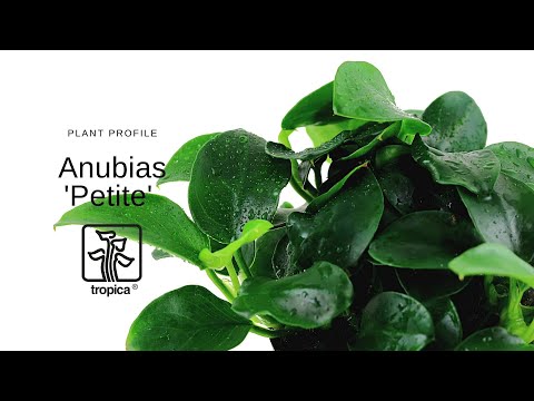 Anubias 'Petite'