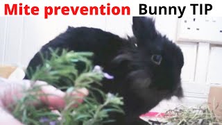how to prevent mites in rabbits / mite natural remedy for mites / natural bunny care