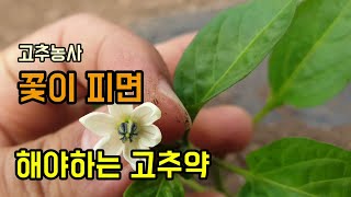 고추농사 고추꽃이 피면 해야하는 고추약은? 고추약치는방법 진딧물,응애,총채벌레 한번에 방제하기/고추첫약방제