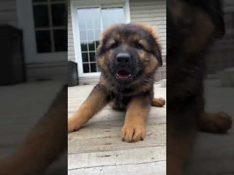 Raising German Shepherd Puppies