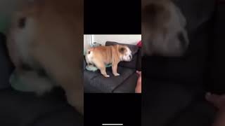 Try not to laugh challenge | Pets compilation