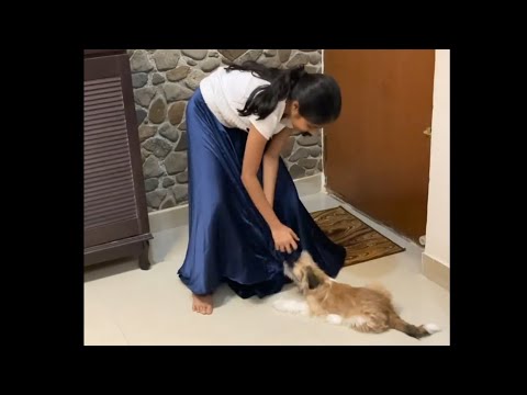 Baby Kritika playing with her dog | Baby Kritika latest video | Vijay Tv Official