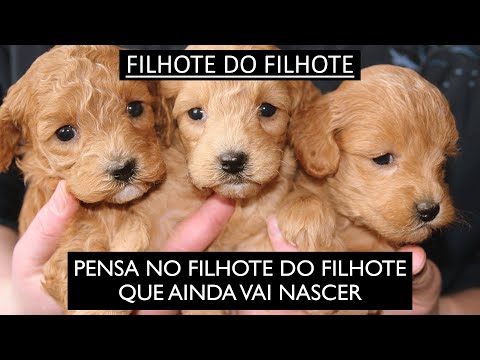 Filhote do Filhote (Turma do Carrossel)