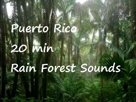 ++++ Evening at the Tropical Rainforest +++ 20min +++ Puerto Rico +++ El Yunque