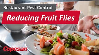Reducing Red-Eyed Fruit Flies in Your Restaurant