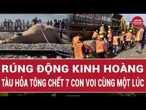 Rúng động: Tàu hỏa tông chết 7 con voi cùng một lúc