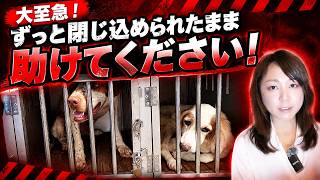 【拡散希望】海外逃亡説 さとうさおり氏飼育していた犬を手放す....保護決定の犬たちへ…急遽「一時預かり先」が必要です！ライブ配信で緊急のご相談・募集