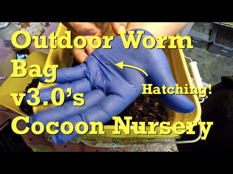 Removed large-chunk stuff from outdoor worm bag v3.0's cocoon nursery - vermicompost
