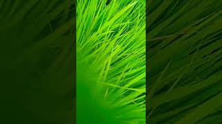 Download lagu #youtubeshorts   Dhaan mp3